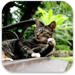 Logo of Cat Live Wallpaper android Application 