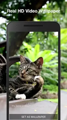 Cat Live Wallpaper android App screenshot 0